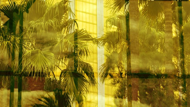 Palm trees in front of building