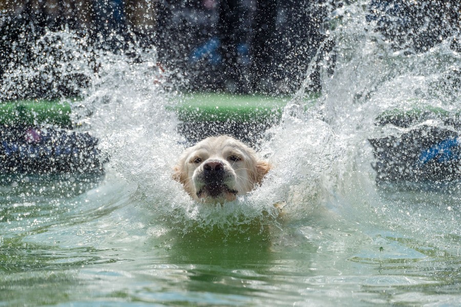 Photos Paws in the Water—Dogs at Play The Atlantic