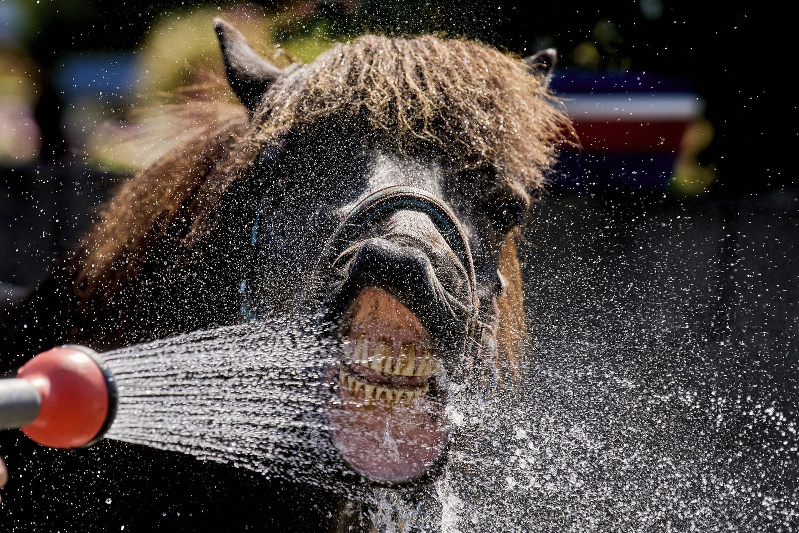 A horse drinks water sprayed from a hose.