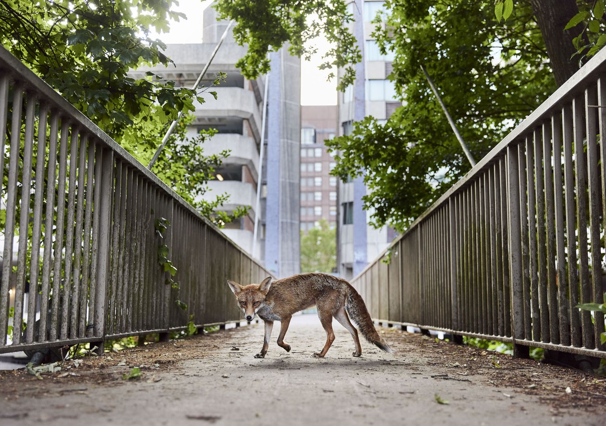 A fox walks on an empty footbridge in a city.