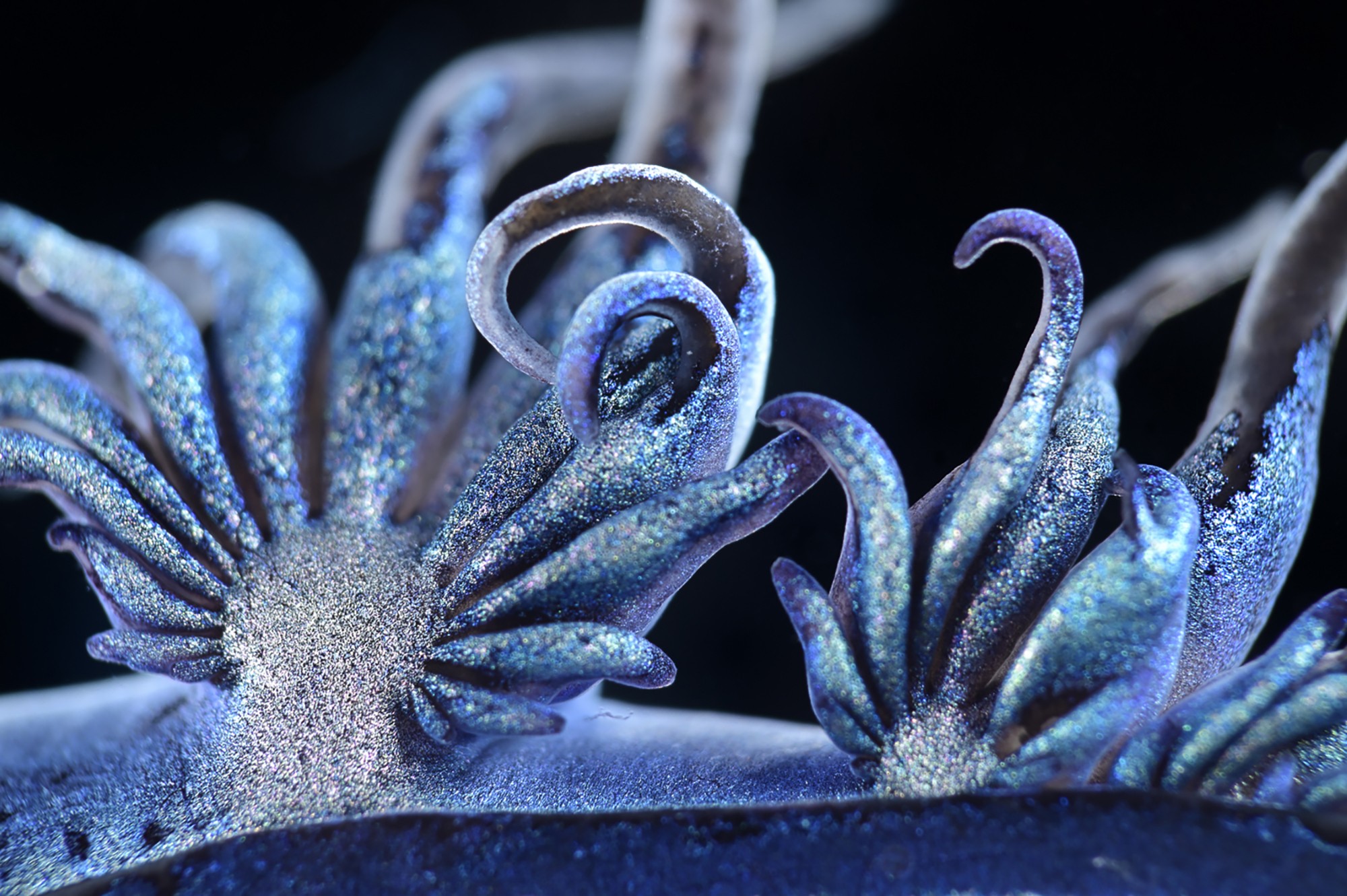 Sparkly blue appendages of a tiny sea slug