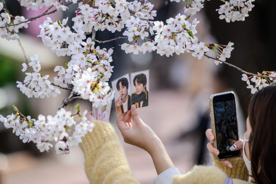 A woman has two small photographs of people in her hand; she holds them up in front of cherry blossoms and takes a picture with her phone.