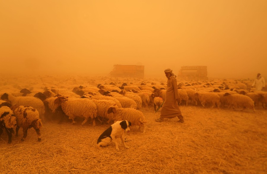 A shepherd, his dog, and a flock of sheep walk under an orange sky.