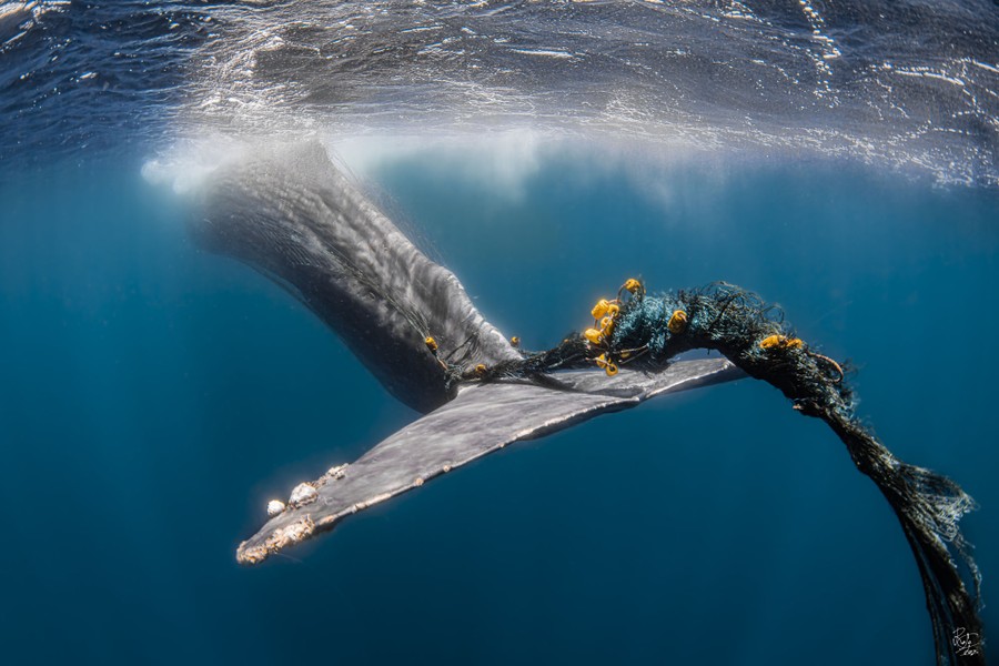 The tail of a sperm whale is seen, entangled in a commercial fishing net.