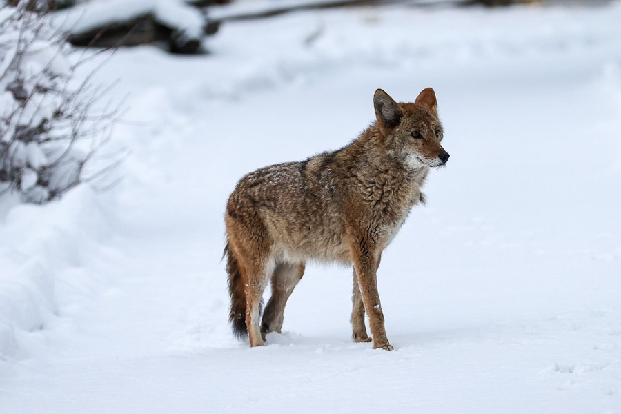 A coyote stands on a snow-covered road.
