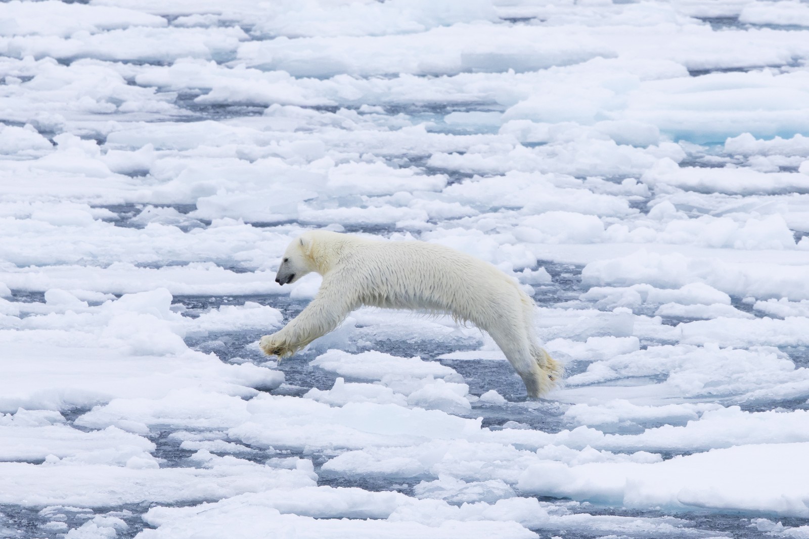 A polar bear jumps on drift ice.