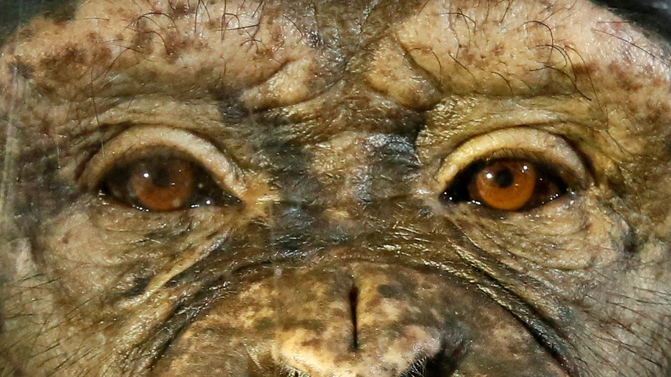 The eyes of a female chimpanzee