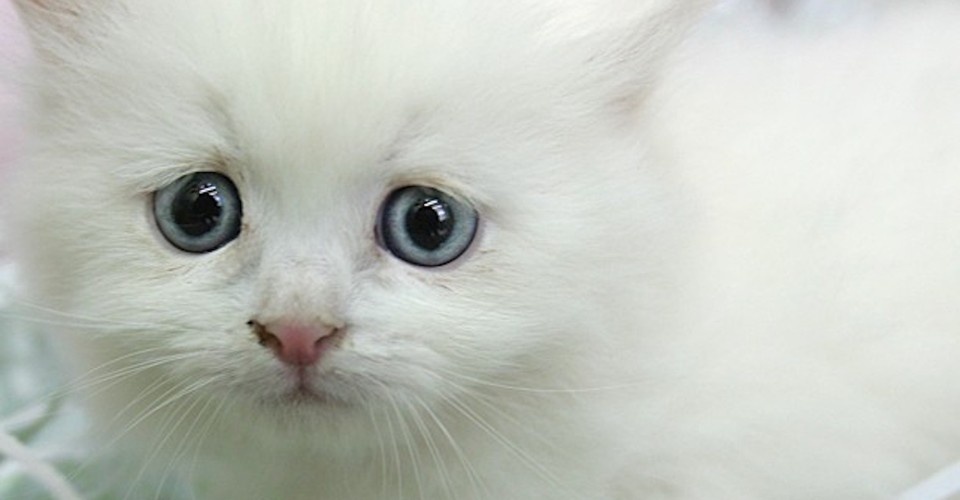 Why You Shouldn T Trust Your Cat The Atlantic