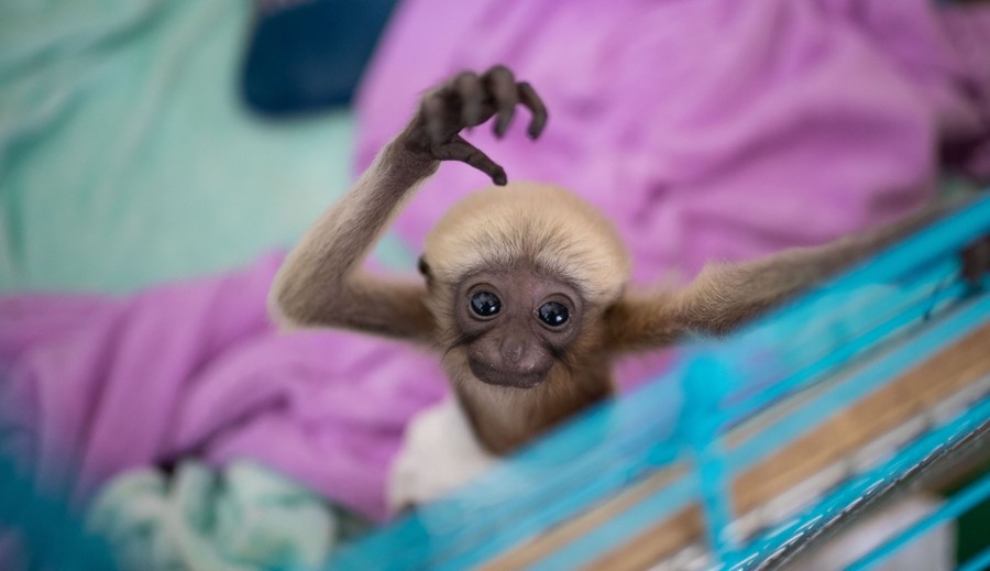 A very young gibbon holds a hand up as it looks at the camera, standing among blankets.