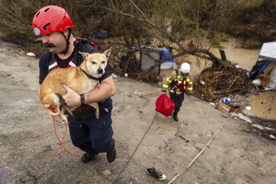 Firefighters rescue a dog from a flooded area.