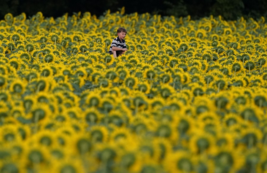 A boy gets a ride on a man's shoulders as they walk through a sunflower field.