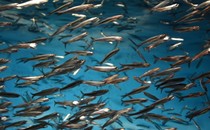 Anchovies swimming in the sea