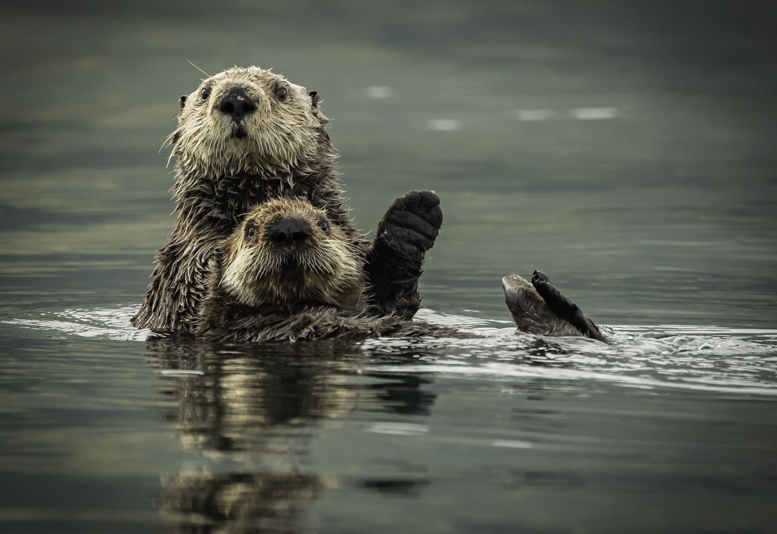 Two sea otters swim together.