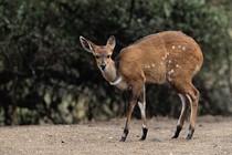 A bushbuck