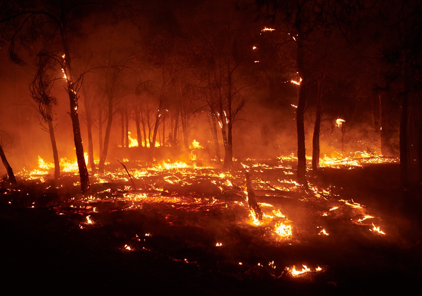Flames cover a scorched forest floor.