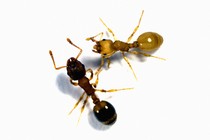 Temnothorax ants, one of which is infected by a tapeworm