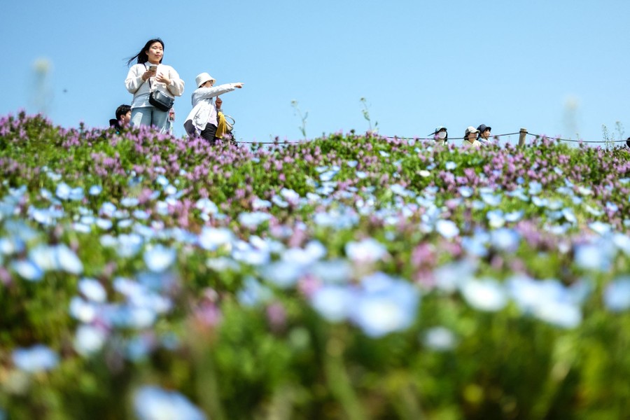 Several visitors walk through a field of purple and blue flowers.