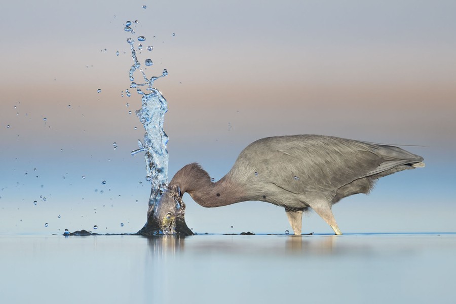 A little blue heron stands in water up to its upper legs, its face in the water and a large splash above its head.