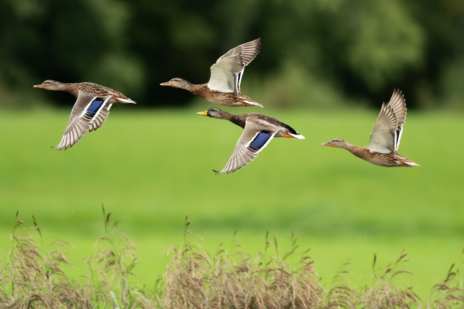 Four mallard ducks, in flight