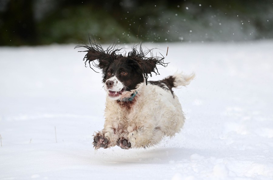 A dog is seen leaping across a snowy field.