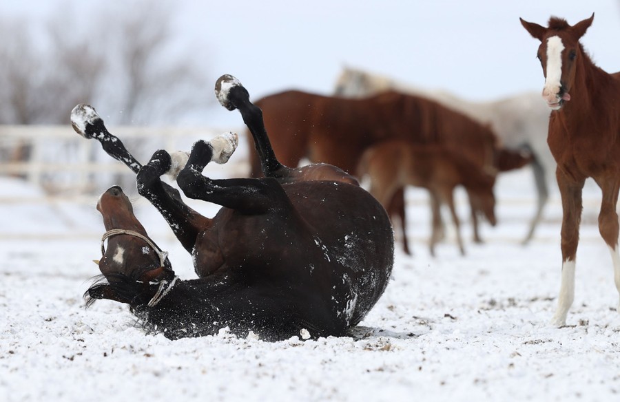 A horse rolls in snow as other horses stand nearby.