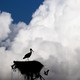 A stork perches on its nest atop a power pole, seen in silhouette against a backdrop of white clouds.