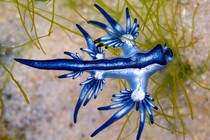 Blue sea dragons are part of the neuston