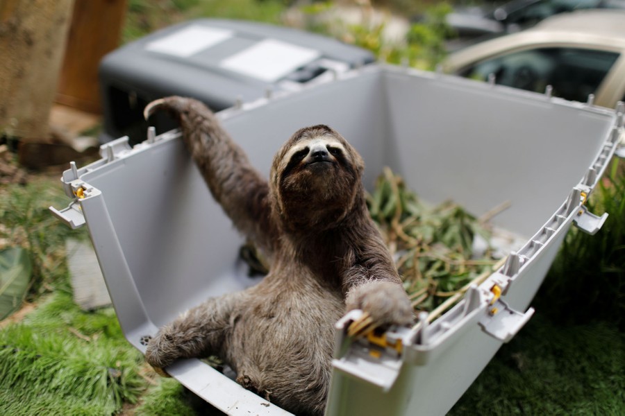 A sloth sits in part of an animal carrier.