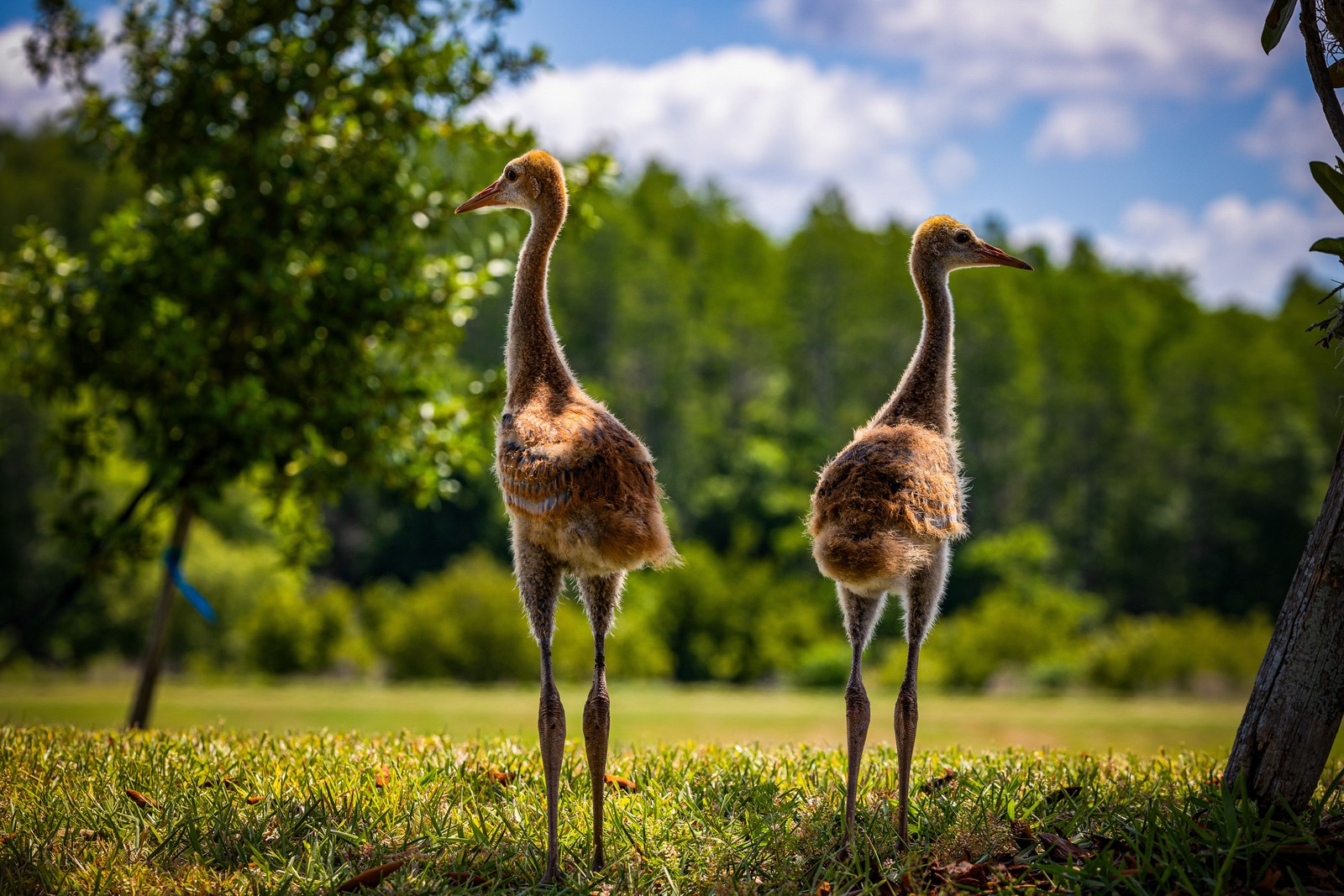 Two long-legged young cranes stand on a green expanse, their backs of golden feathers to the camera. Each looks in a different direction under the shade of a small tree.