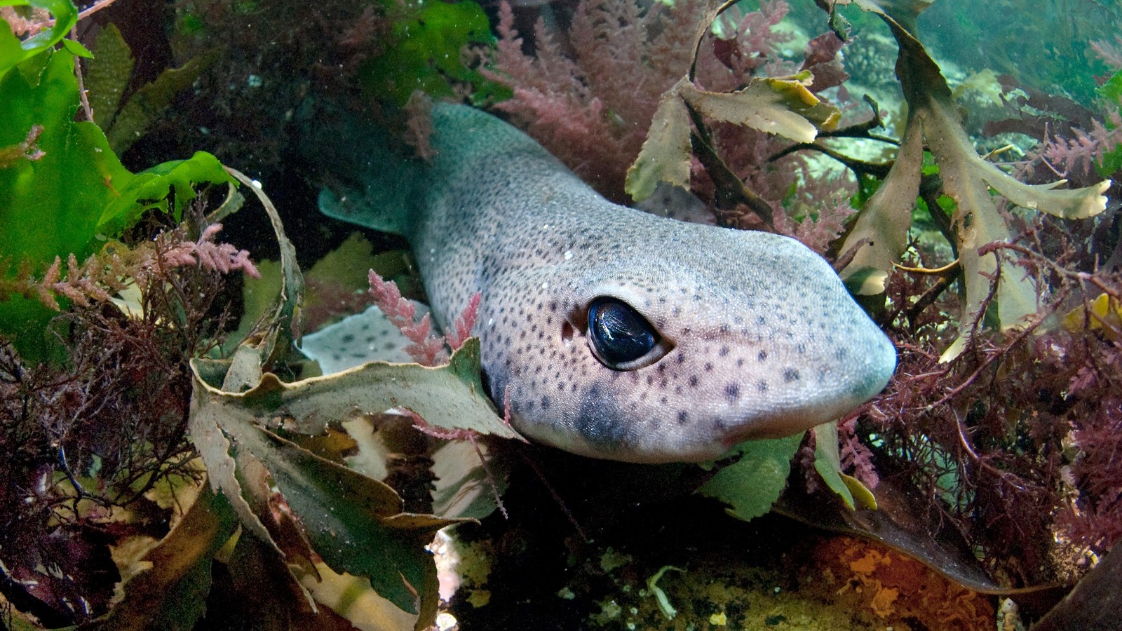 real zombie fish in ocean