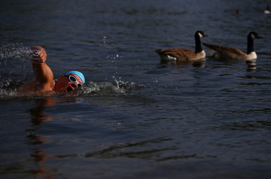 A person swims near a pair of geese.