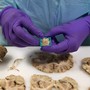 A scientist wearing purple gloves prepares a tissue sample from a dissected human brain.