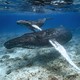Two humpback whales, photographed underwater, swimming in a relatively shallow area, just above the seafloor