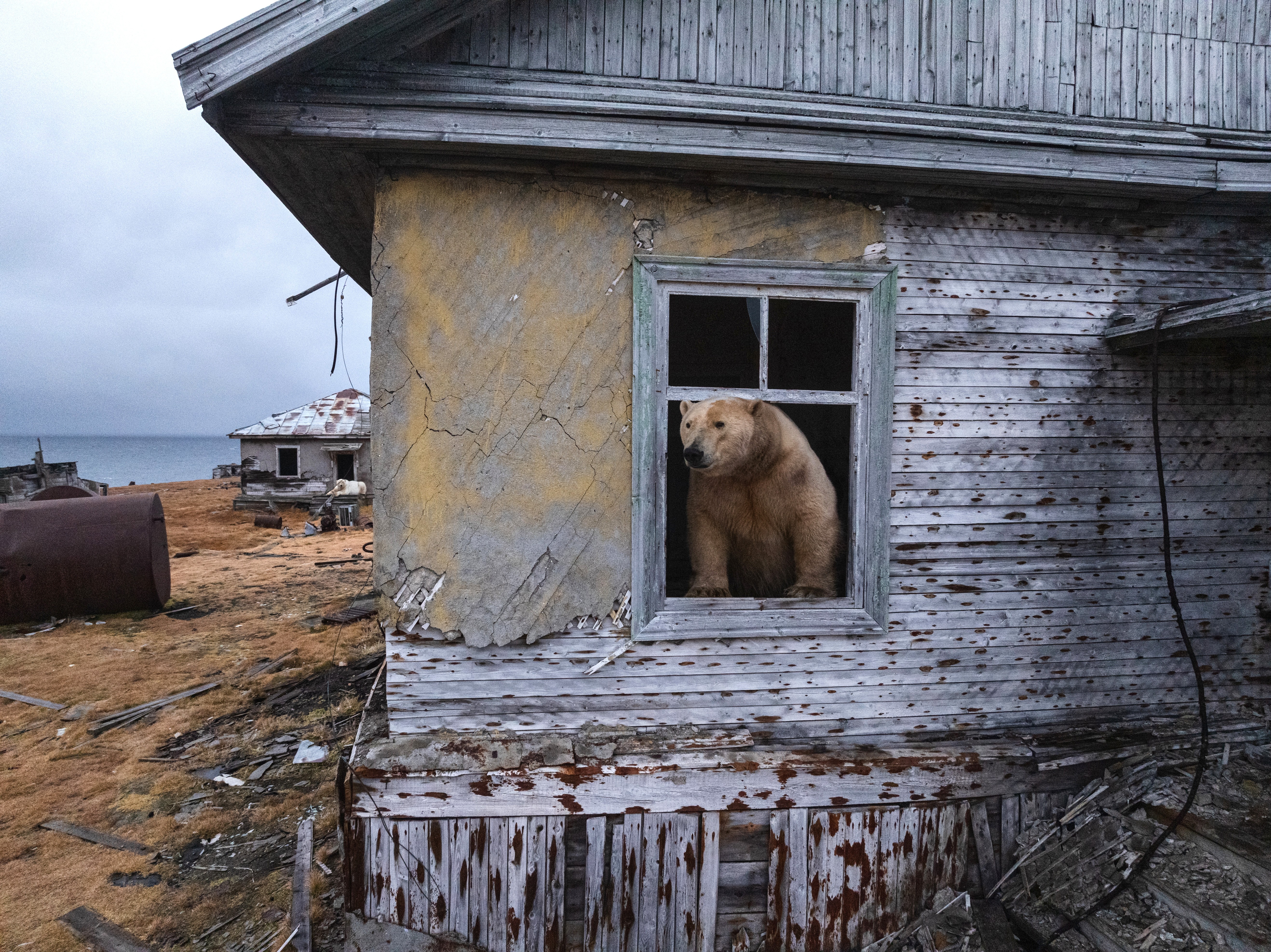 A polar bear peers out a window of an abandoned structure.