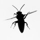 A close-up image of a black bug against a light-gray background