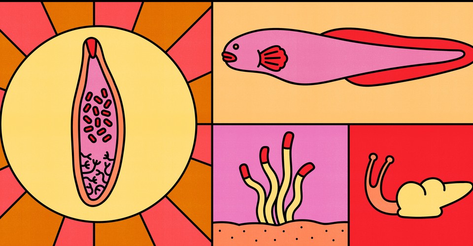 A Deep-Sea Parasite Ekes Out Life in Hydrothermal Vents