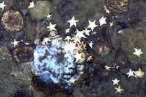 Giant sponges at Mount Karasik, surrounded by starfish and worms.