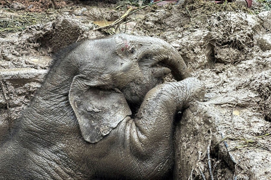 A young elephant, covered in mud, tries to climb out of a hole.