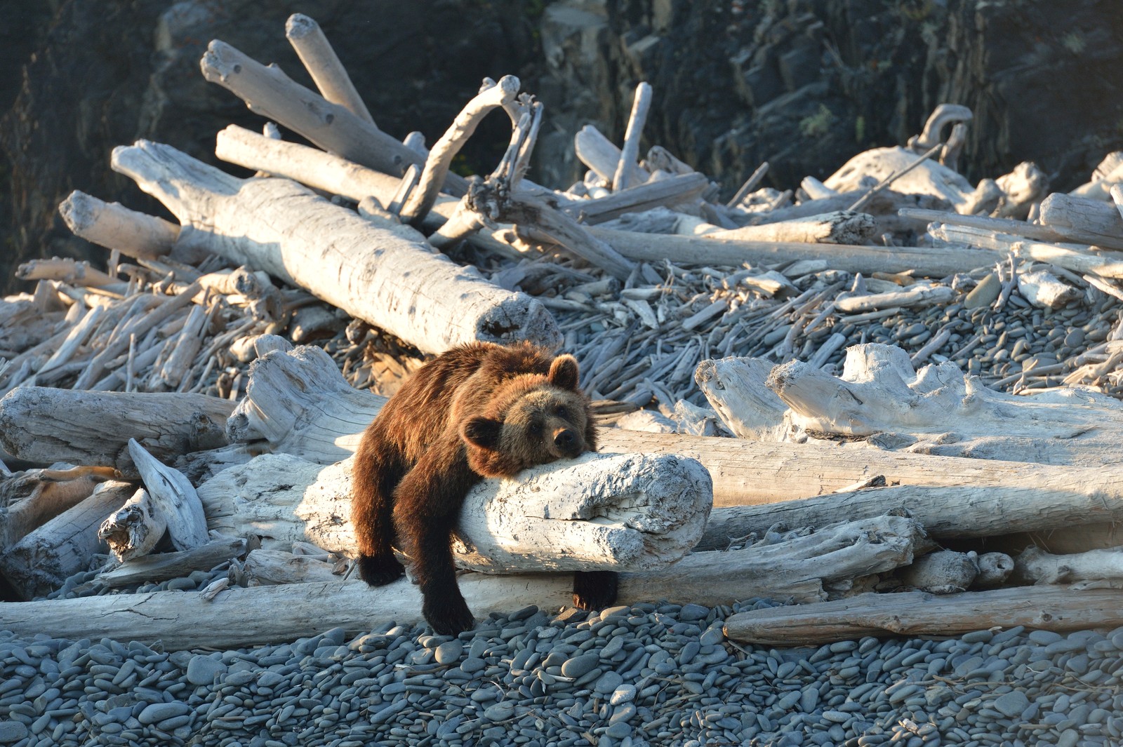 A brown bear rests on driftwood on a beach.