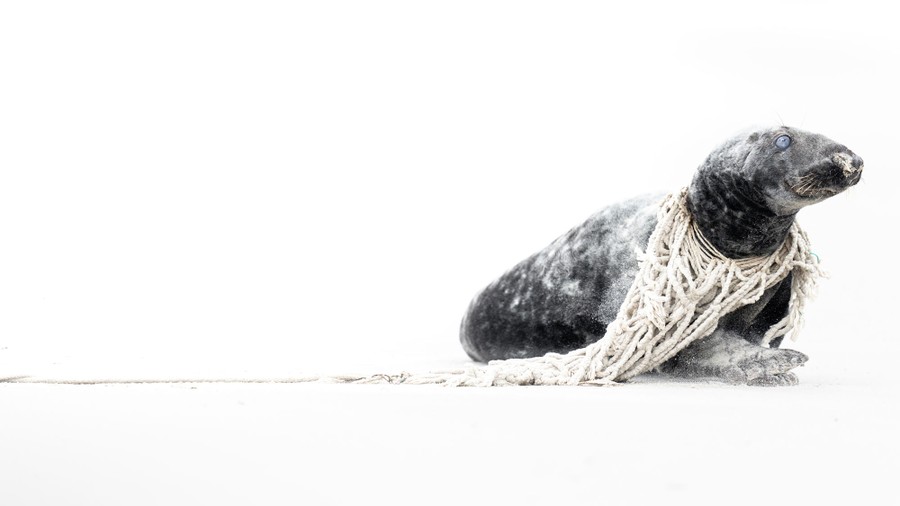 A seal in entangled in a fishing net.