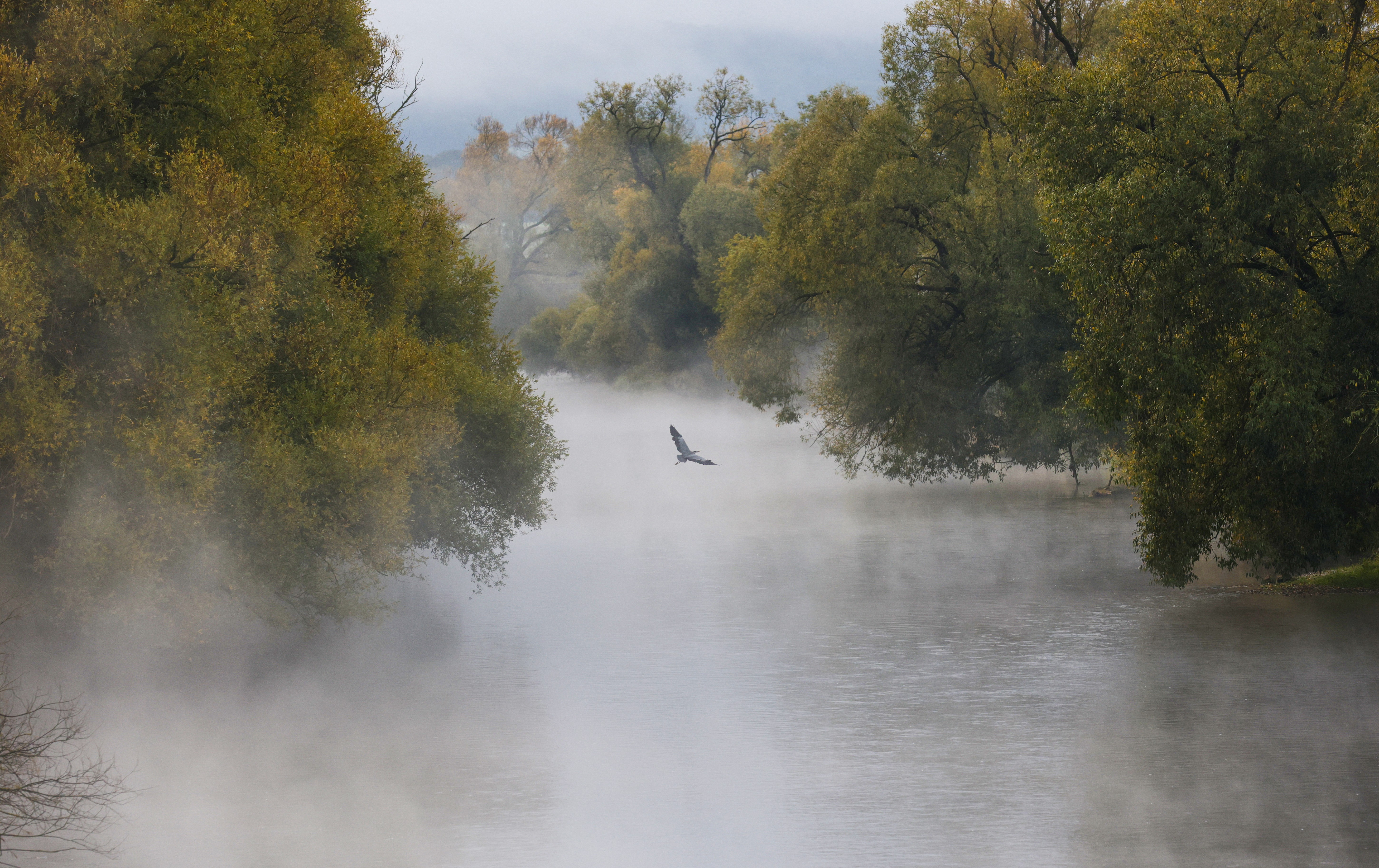 A heron flies over a foggy river.