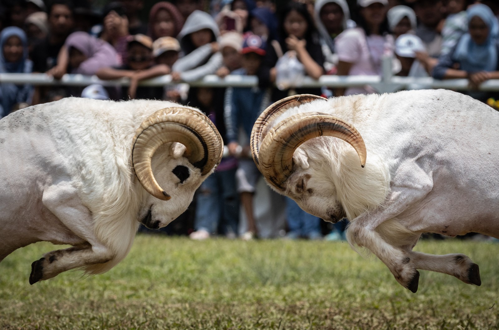 A crowd looks on as two rams charge at each other, about to butt heads.