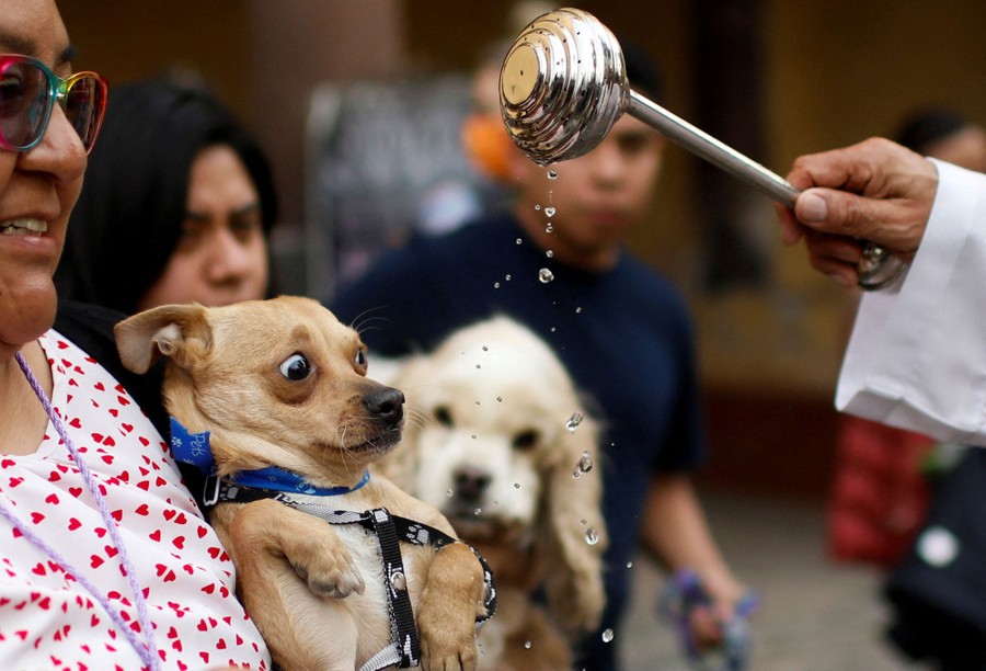 A person holds a small dog as it reacts while a priest drips holy water nearby.