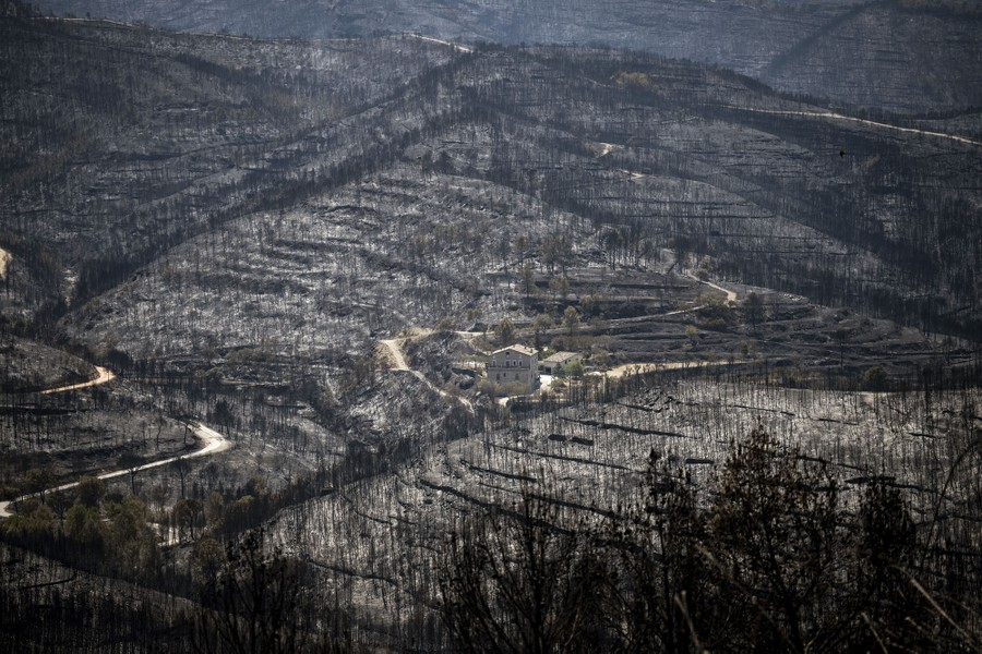A view of a scorched hillside forest after after a wildfire
