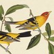 Illustration of two western tanager birds on a vine