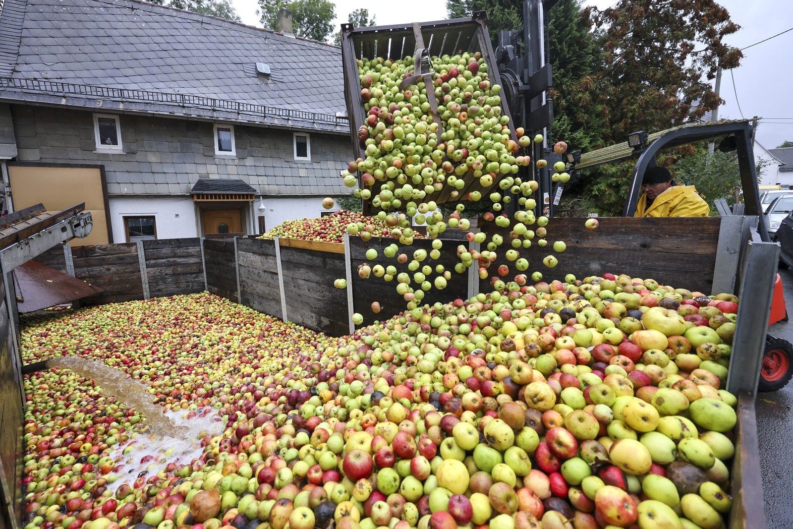 A forklift is used to dump apples from a crate into a large bin full of apples.