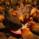 Chickens eat feed at a poultry wholesale market