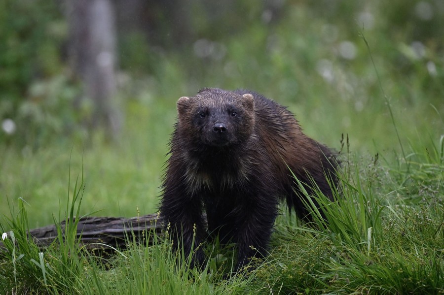A wolverine walks through tall grass.