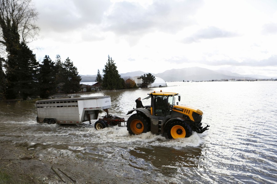 A person drives a large tractor, pulling a livestock trailer out of a flooded area.