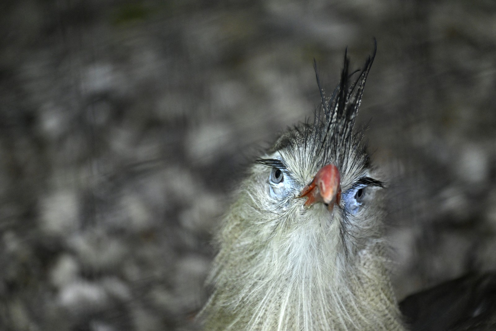 A bird, its head tilted, looks toward the camera.